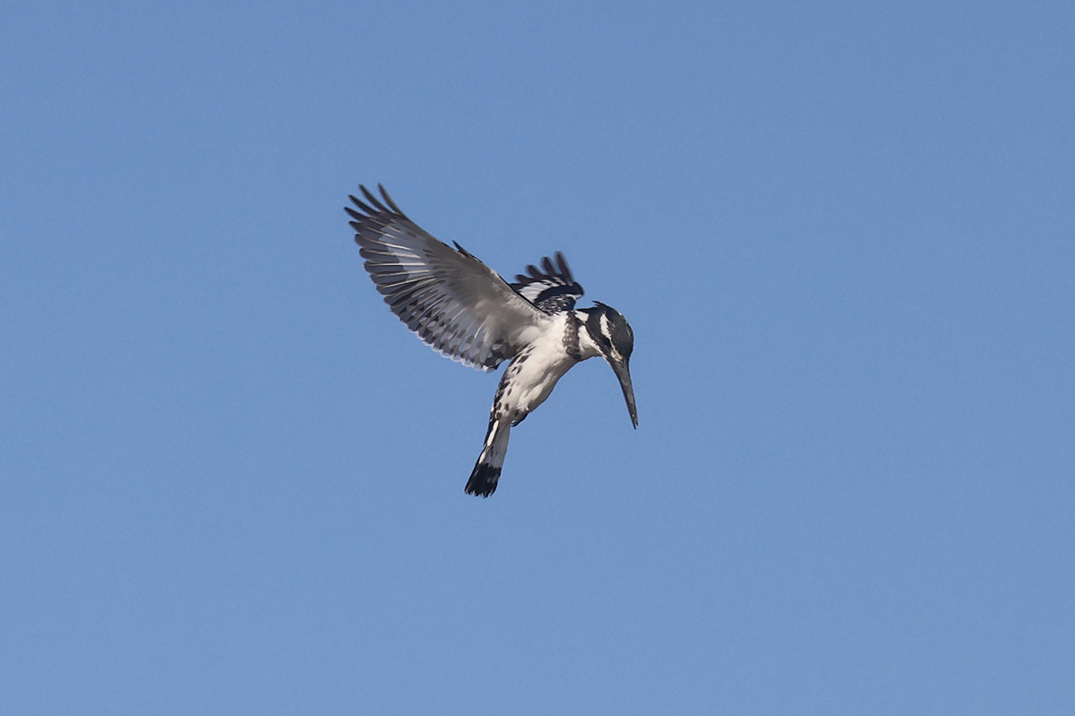 Pied Kingfisher